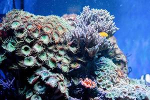 undervattensbild av havsväxter och alger i havet foto
