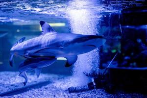 undervattensbild av små hajar som simmar i akvarium i oceanarium foto