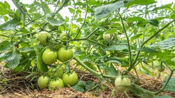 grön tomater växa i en vegetabiliska trädgård i sommar foto