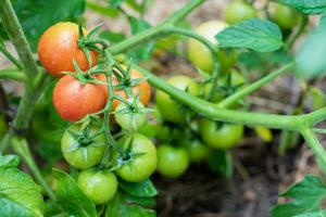 grön och röd tomater mogna i de vegetabiliska trädgård i sommar foto