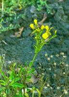 de gyllene eller gul lin blommor på en äng, linum flavum foto