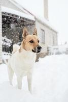 vacker blandras hund leker i snön foto