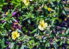 helianthemum nummularium, allmänning rockrose liten solros. vild växt skott i vår. foto