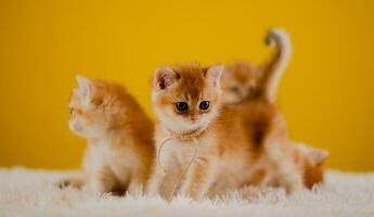 orange katt söt katt söt sällskapsdjur sovande kattunge söt kattunge katt tillväxt mognad de se och oskuld av katter. foto