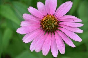 ser ner in i en coneflower blomning och blommande foto