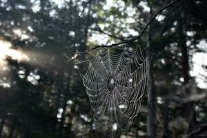 silkig Spindel webb i en trädbevuxen lund foto
