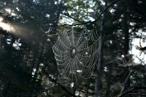blänkande Spindel webb i en skog bland träd foto