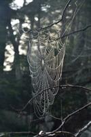 nätverk av silke vävd in i en Spindel webb foto