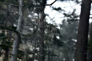 blänkande Spindel webb vävd bland träd grenar foto