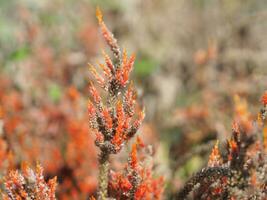 celosia spicata spränga en bukett av blommor, en kaskad bukett. ut förbi de slutet av de blomma grenar, vit, ljus rosa till mörk rosa. där är många små blommor fodrad upp tät blomning i trädgård foto