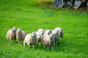 flock av får på en grön äng av gräs. scandinavian landskap. bruka djur- foto