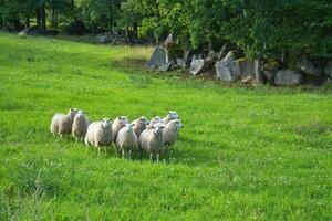 flock av får på en grön äng av gräs. scandinavian landskap. bruka djur- foto