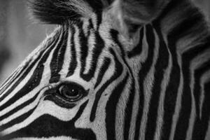 zebra huvud tagen från de sida i svart och vit. Ränder på de päls. djur- skott foto