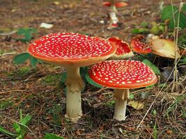 grupp av stor flyga agaric svamp i en trä foto