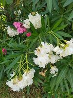 härlig ljus vit oleander blommor foto