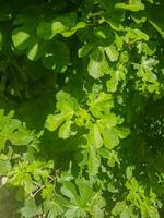 frodig djup grön fikon träd löv foto
