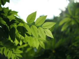 grön leafe för bakgrund och natur stil med fälg ljus och Bra Plats foto