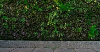 grön eco vägg begrepp. grön dekorativ växt på sten vägg bakgrund. hållbar byggnad. stänga till natur. exteriör arkitektur för dekorativ trädgård. eco vänlig byggnad. rena miljö. foto