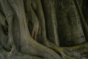 närbild gammal trunk och rot av banyan träd. stor träd trunk i tropisk skog. vriden mönster av träd trunk textur bakgrund. naturlig trä hud. tillväxt av växt. brun och grå stor träd bark. foto