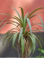 yucca . en släkte av perenn buskar i pott foto