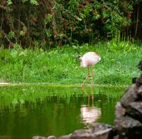 vacker rosa flamingo foto