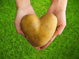potatis formad hjärta i de händer på grön gräs foto
