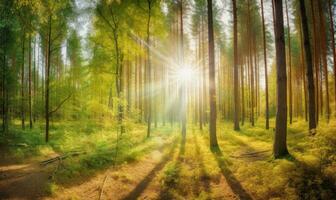 de solens strålar belysa de skog, skapande en fängslande panorama. skapande använder sig av generativ ai verktyg foto