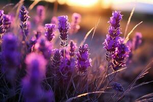 lavendel- i de fält natur landskap ai genererad foto