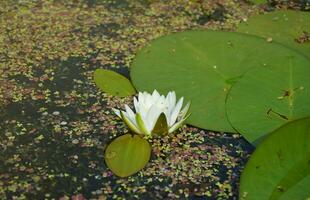 skön vit lotus blomma och lilja runda löv på de vatten efter regn i flod foto