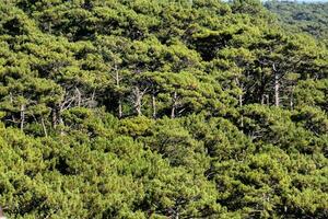 en stor grupp av träd i de skog foto