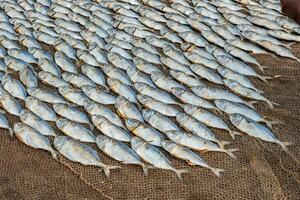 rader av torkning makrill eller saba fisk på väg förbi hav i indisk by. fattig områden av goa foto