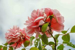 rosor i trädgården foto