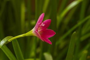 zephyranthes lilja eller rosa regnlilja eller rosa regnlilja på grön bakgrund foto