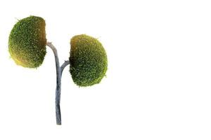 träd njurar 3d miljö- och medicinska koncept foto