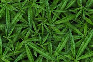 marijuana blad illustrationer på cannabis mörk bakgrund foto