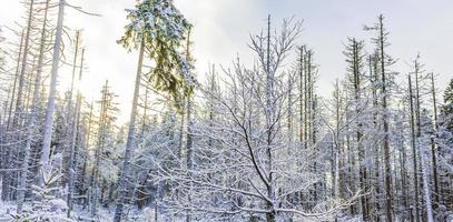 döende silverskog snöat i landskap brocken mountain harz tyskland foto