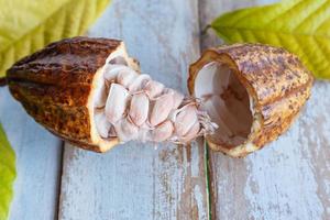 färska kakao skida och kakao blad på trä bakgrund foto