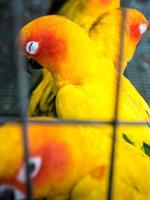 gula fåglar är fångade i en bur foto