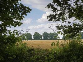 utsikt över ett gyllene vetefält i norra yorkshire, england foto