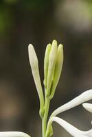 makro se av skön tuberos blomma med stängd vit kronblad, knoppar, i ett indisk trädgård foto