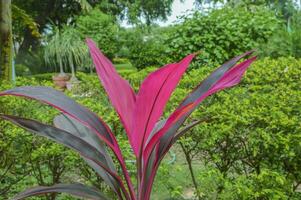 röd andong eller hanjuang, cordyline fruticosa som har rödaktig löv som en skön dekorativ växt foto