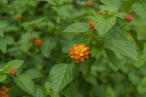 lantana camara eller väst indisk lantana eller allmänning lantana blomma verbena familj verbenaceae närbild foto