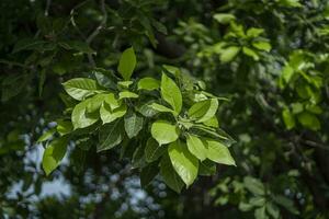 en gren av ett orange eller citron- löv isolerat på en vit bakgrund foto