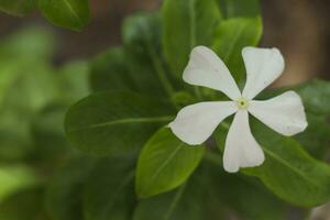 en närbild skott av en catharanthus vit blomma i de trädgård foto