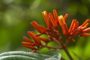 de färgrik orange och röd blooms av saraca asoca med grön bakgrund foto