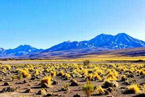 landskap på de sätt till de altiplanisk laguner i de atacama öken- - san pedro de atacama - chile foto