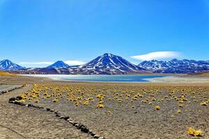 miscanti altiplanisk lagun i de atacama öken- - san pedro de atacama. foto