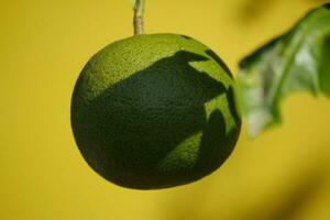 citrus- frukt mogning på de träd foto