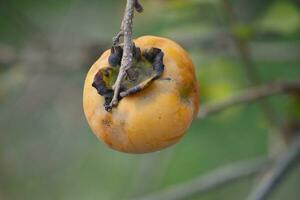 en persimon frukt hängande på en träd gren foto