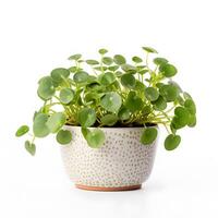 pilea peperomioides i pott ai generativ foto